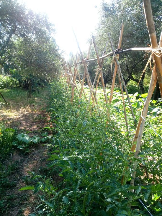 Ferienwohnung Az.Agricola Agriturismo La Locanda Di Lann Fucecchio Exterior foto